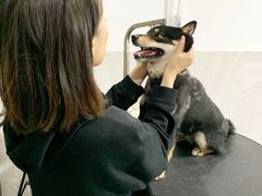 -Oh My Dog宠物沙龙(伊珊娜皮毛护理店)