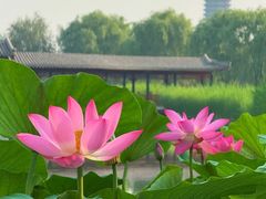 -西海子公园
