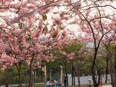 -白石龙音乐公园