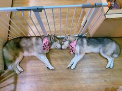 -Husky Go! 哈士奇体验馆·宠物咖啡厅狗咖