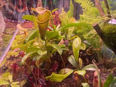 -中国科学院西双版纳热带植物园