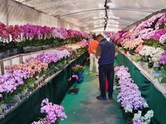 -龙大花卉苗木市场