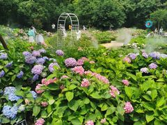 -上海共青森林公园