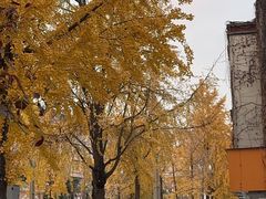 -四川大学(望江校区)