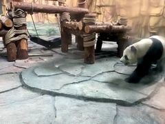 -泉州海丝野生动物世界