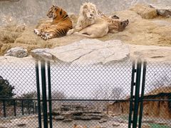 -北京野生动物园