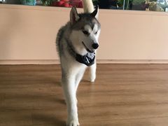 -Husky Go! 哈士奇体验馆·宠物咖啡厅狗咖