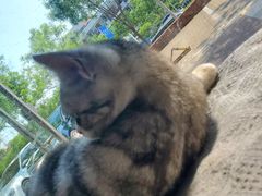 -平行世界·猫咖(首经贸店)