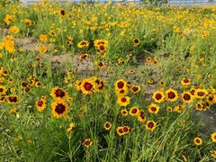 -白鹭湾湿地公园