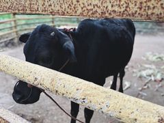 -横沥牛庄(总店)