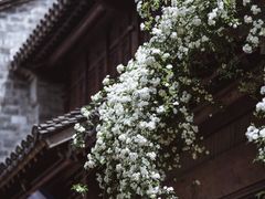 -芥子园