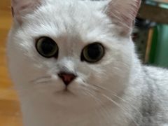 -动物缘宠物医院·骨科·猫科(西二环店)