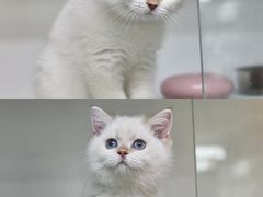 -lincat·猫舍(广州店)