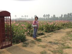 -北京东方普罗旺斯薰衣草庄园