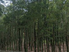 -同里国家湿地公园