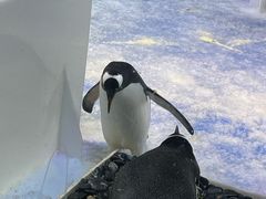 -芜湖新华联大白鲸海洋公园