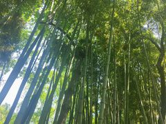 -秋霞圃