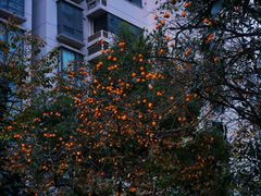 -新湖明珠城