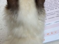 -瑞鹏宠物医院(城市山谷分院)
