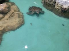 -重庆欢乐海底世界