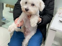 -申普宠物医院·心脏介入·心血管微创(总院)