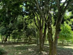 -中国科学院西双版纳热带植物园
