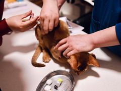 -瑞派·关忠动物医院·异宠专科·犬猫肿瘤·皮肤专科(望京店)