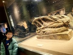 -自贡恐龙博物馆