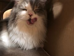 -猫和宫(六道口店)