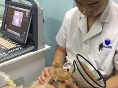 -中农大我爱我爱24h动物医院·中医针灸·猫专科·骨科医疗中心(双井店)