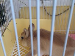 -宠物兔专门店(天丰利市场店)