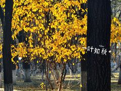 -长白岛森林公园