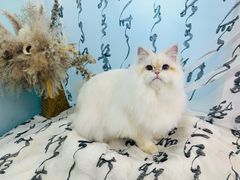 -爱洗澡的猫(望京店)