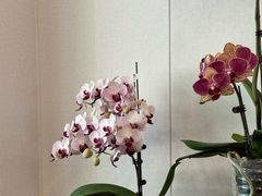 -丽泽山庄·生态怀柔菜·虹鳟鱼(红螺寺店)