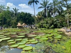 -中国科学院西双版纳热带植物园