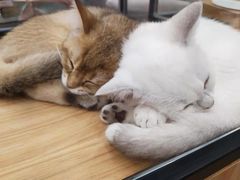 -袖虎·猫馆(体育西路店)