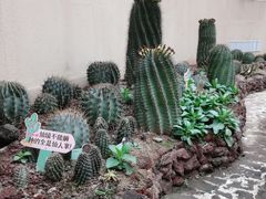 -正佳雨林生态植物园
