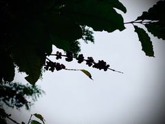 -兴隆隆苑咖啡庄园