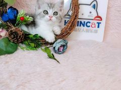 -十年猫舍·猫咪专门店(普陀店)
