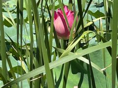 -昆山城市生态森林公园