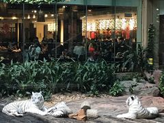 景观位-白虎自助餐厅·真老虎·景观自助餐厅(广州长隆酒店)