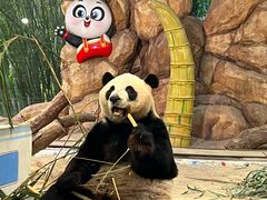 -广州长隆野生动物世界