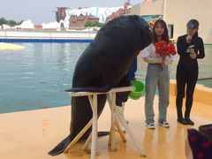 -秦皇岛乐岛海洋王国