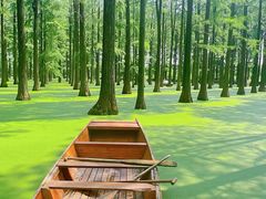 -渌洋湖湿地公园
