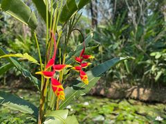 -中国科学院西双版纳热带植物园