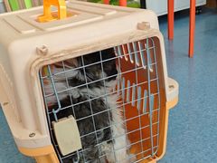 -佑安动物医院·全科·内窥镜中心(幸福巷店)