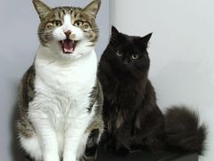 -艾贝尔宠物医院·24H转诊中心·肿瘤猫专科(江宁双龙店)