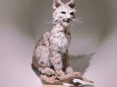 -陕西自然博物馆