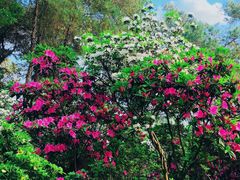 -南山植物园