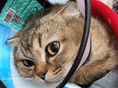 -美联众合动物医院(·中兽医·疑难杂症·严家桥分院)